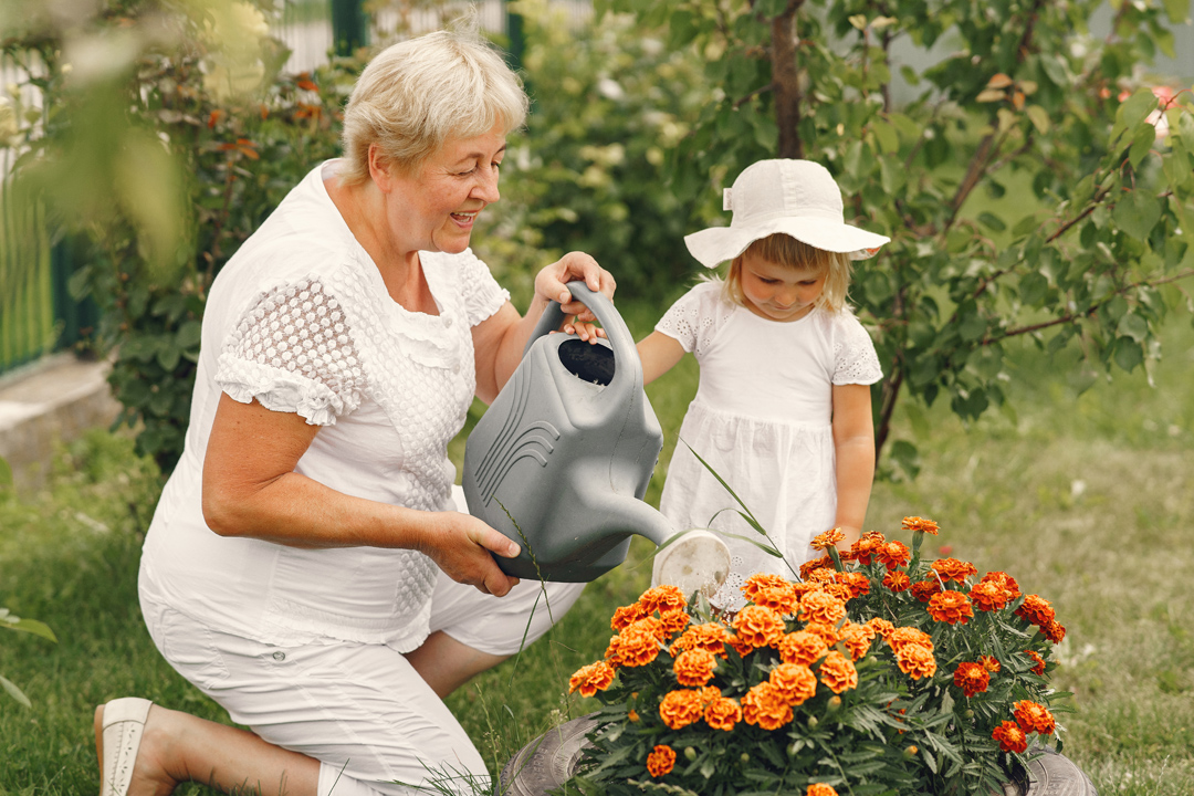 Small girl with senior grandmother gardening in the backyard garden. Child in a white hat.